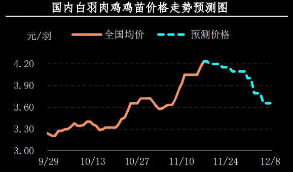 白羽肉鸡鸡苗