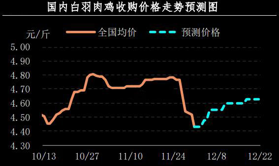 白羽肉鸡